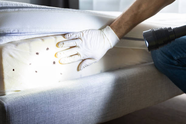 Best Wasp Removal Services  in Arkansas City, KS
