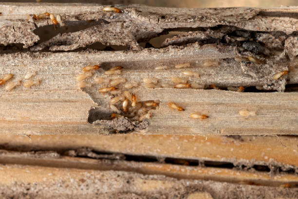 Best Cockroach Control Services  in Arkansas City, KS